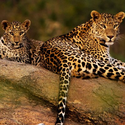 JAWAI TOUR